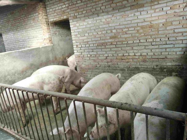 【和谐案例】支持生猪养殖，带动农民增收致富